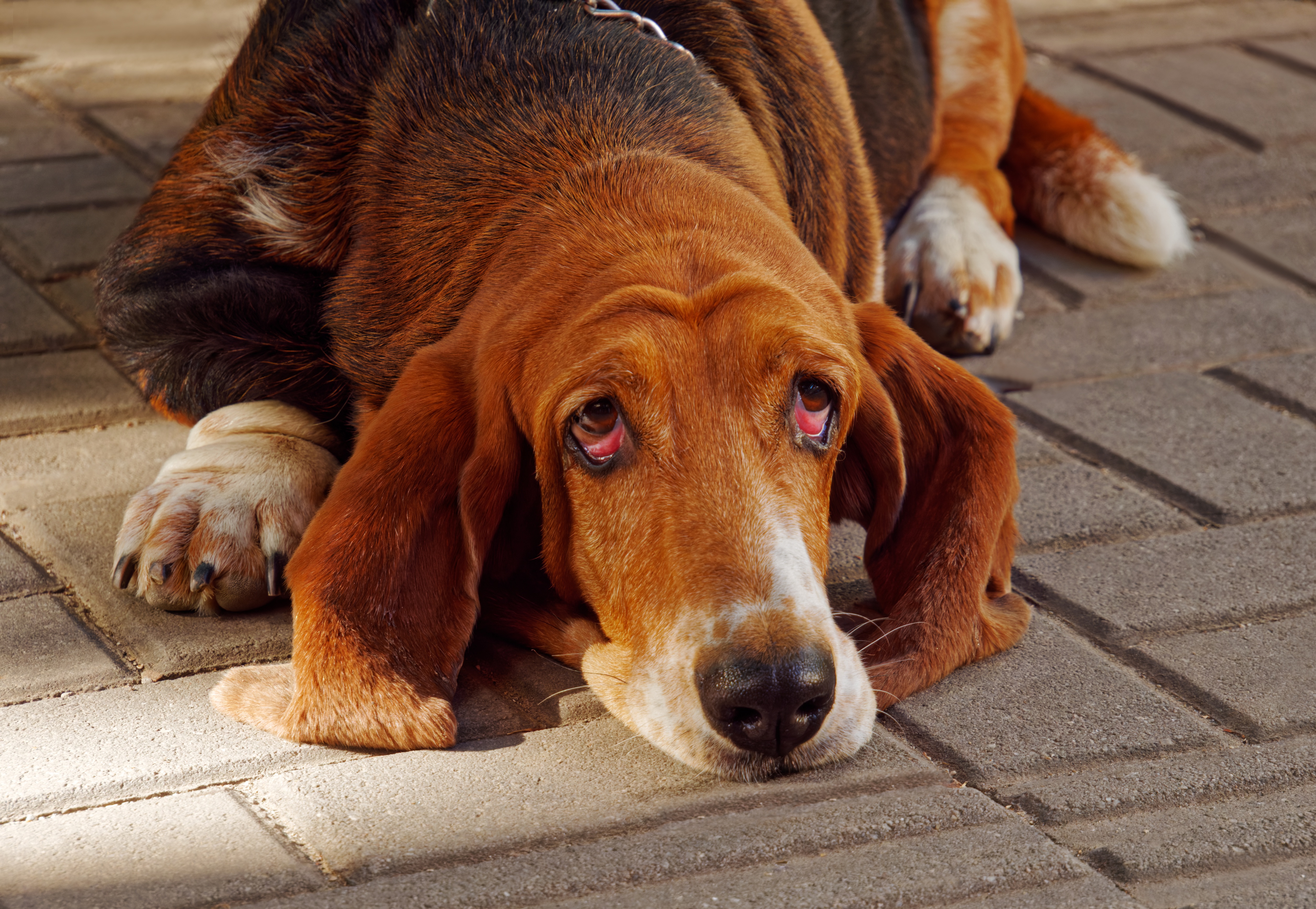 Old Dog Walking in Circles at Night: Causes & When to Worry